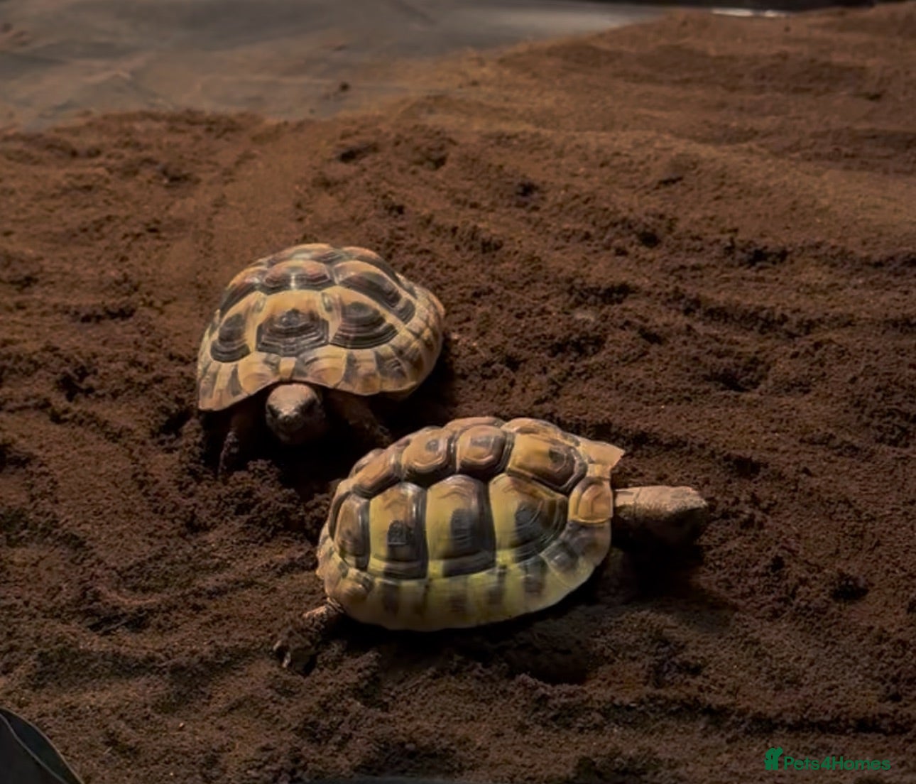 Hermann Tortoise reptiles Pair of young hermanns tortoises  - Advert 1