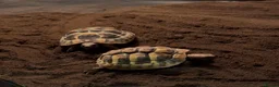 Hermann Tortoise reptiles for sale: Pair of young hermanns tortoises  - Advert 1