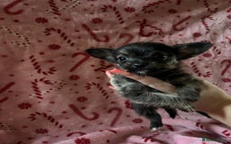 Chorkie dogs for sale: Chorkie puppies  - Image 5