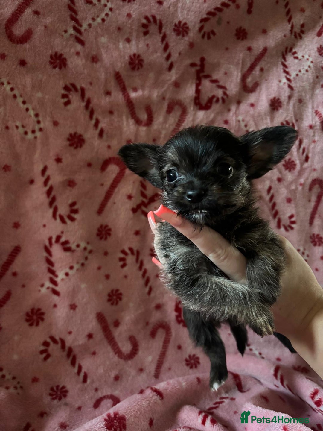 Chorkie dogs for sale: Chorkie puppies  - Image 5