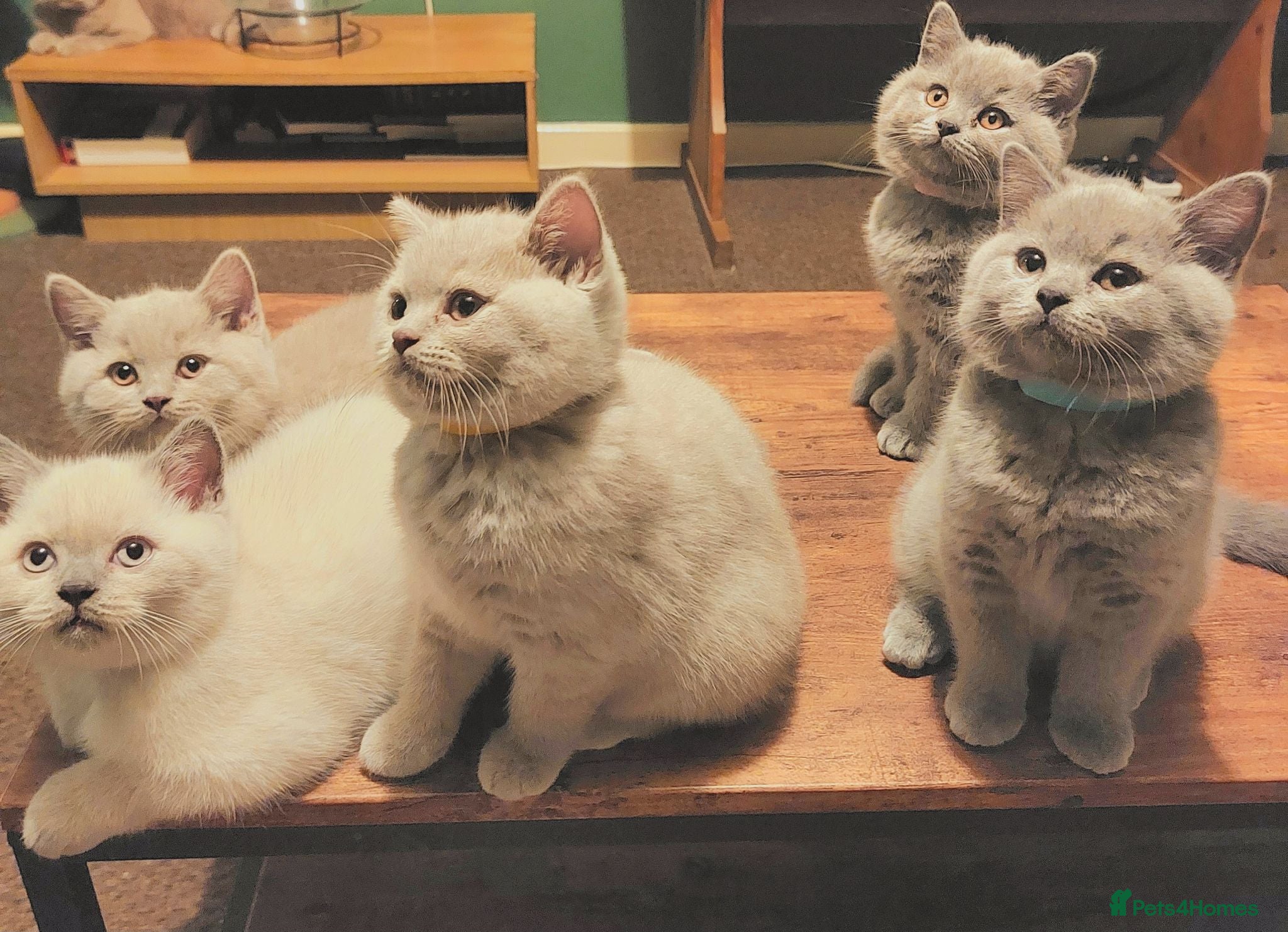 British Shorthair cats ⭐️ GCCF Registered British Shorthair Kittens ⭐️ - Advert 2