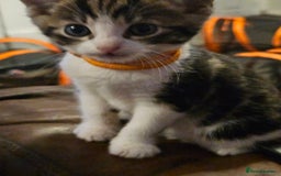 Mixed Breed cats for sale: Friendly Kittens. - Image 11