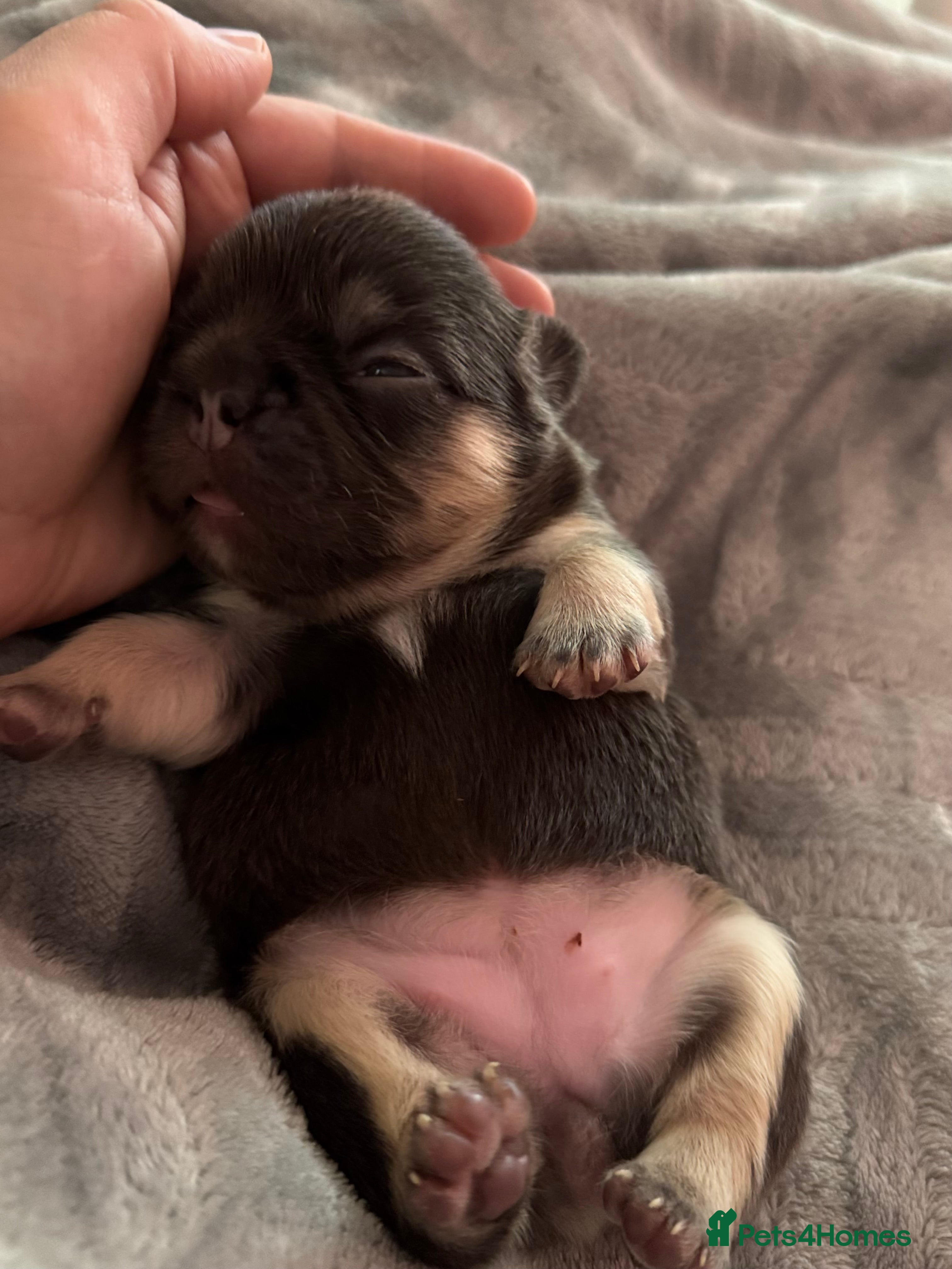 French Bulldog dogs Stunning French Bulldog puppies  - Advert 2
