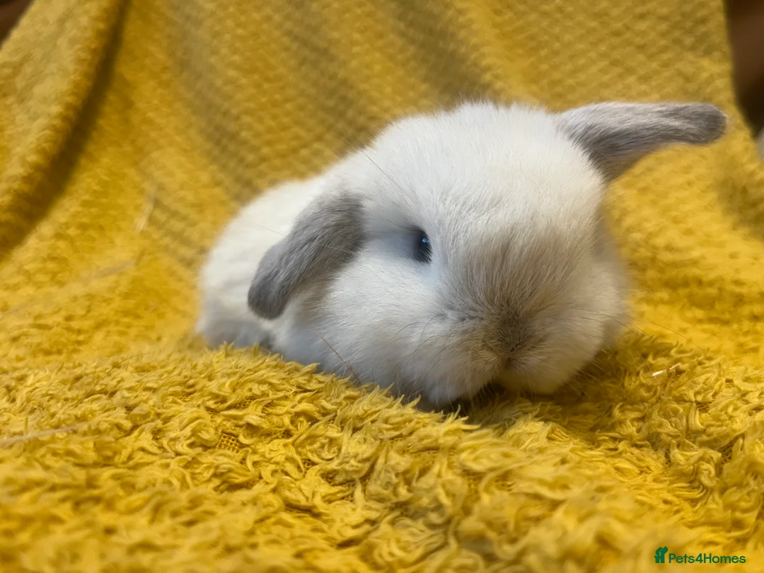Mini Lop rabbits for sale: Mini lops  and mini double maned lionheads  - Advert 22