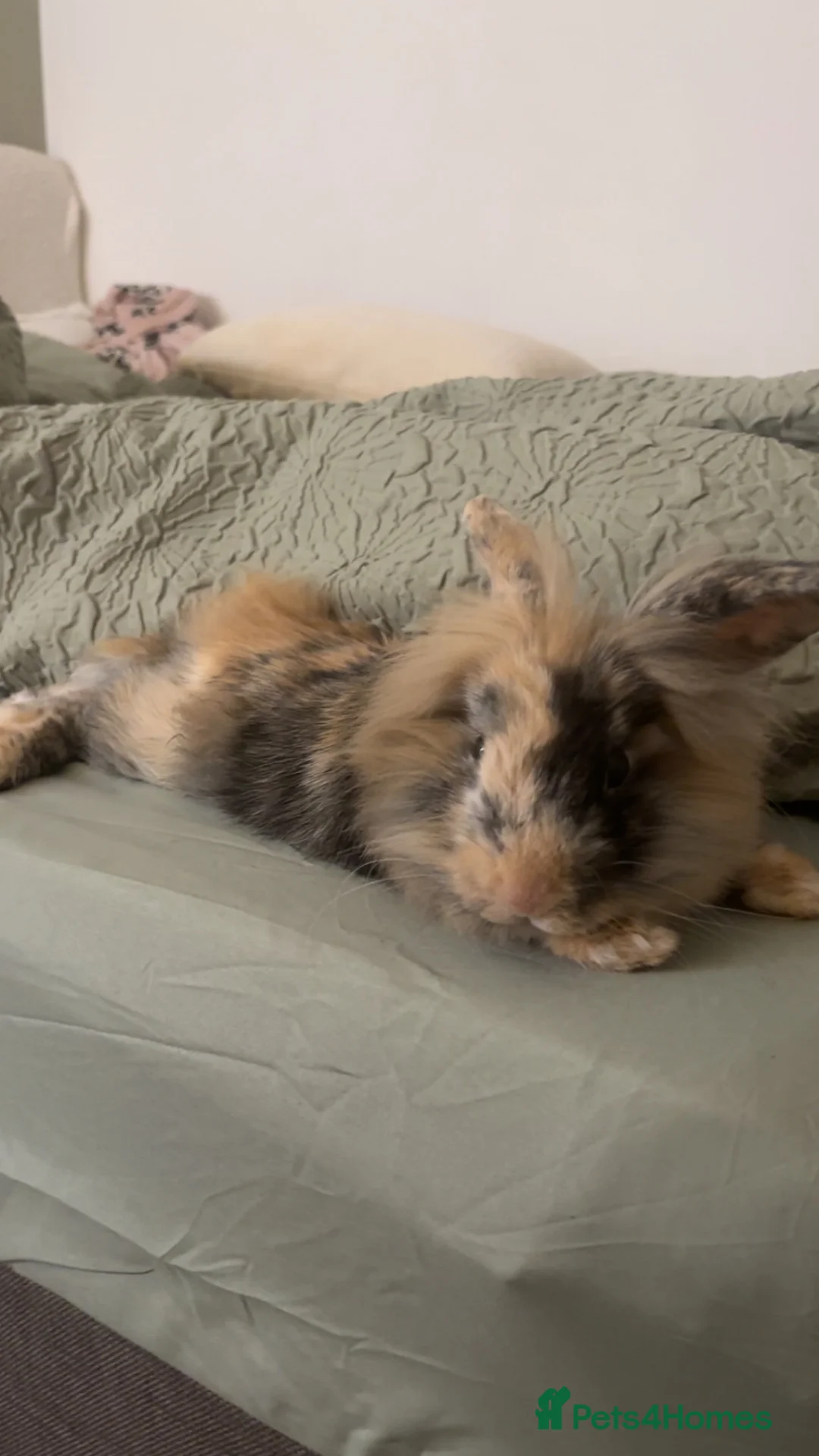 Lionhead rabbits for sale: Harlequin X lion head rabbit for rehoming in Swansea - Advert 2