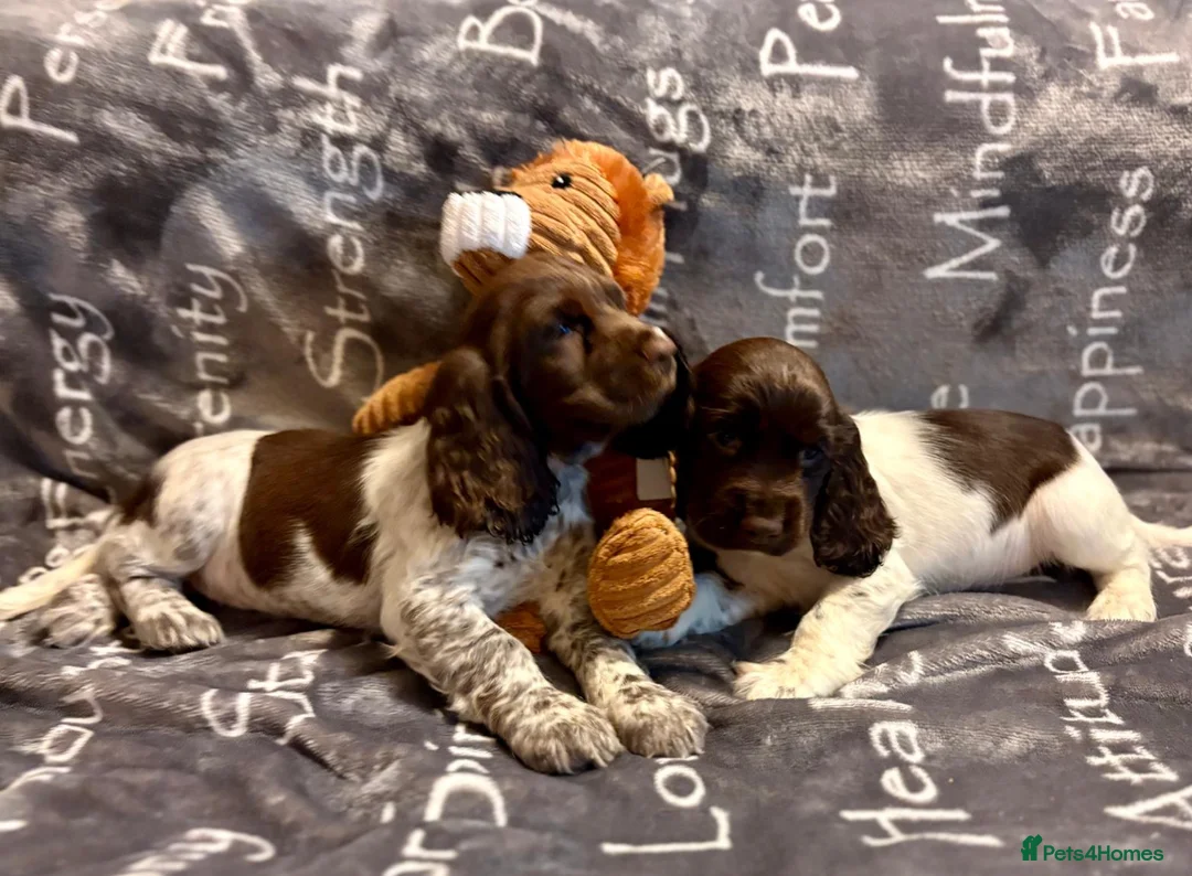 Cocker Spaniel dogs for sale: Cocker spaniels - Advert 11
