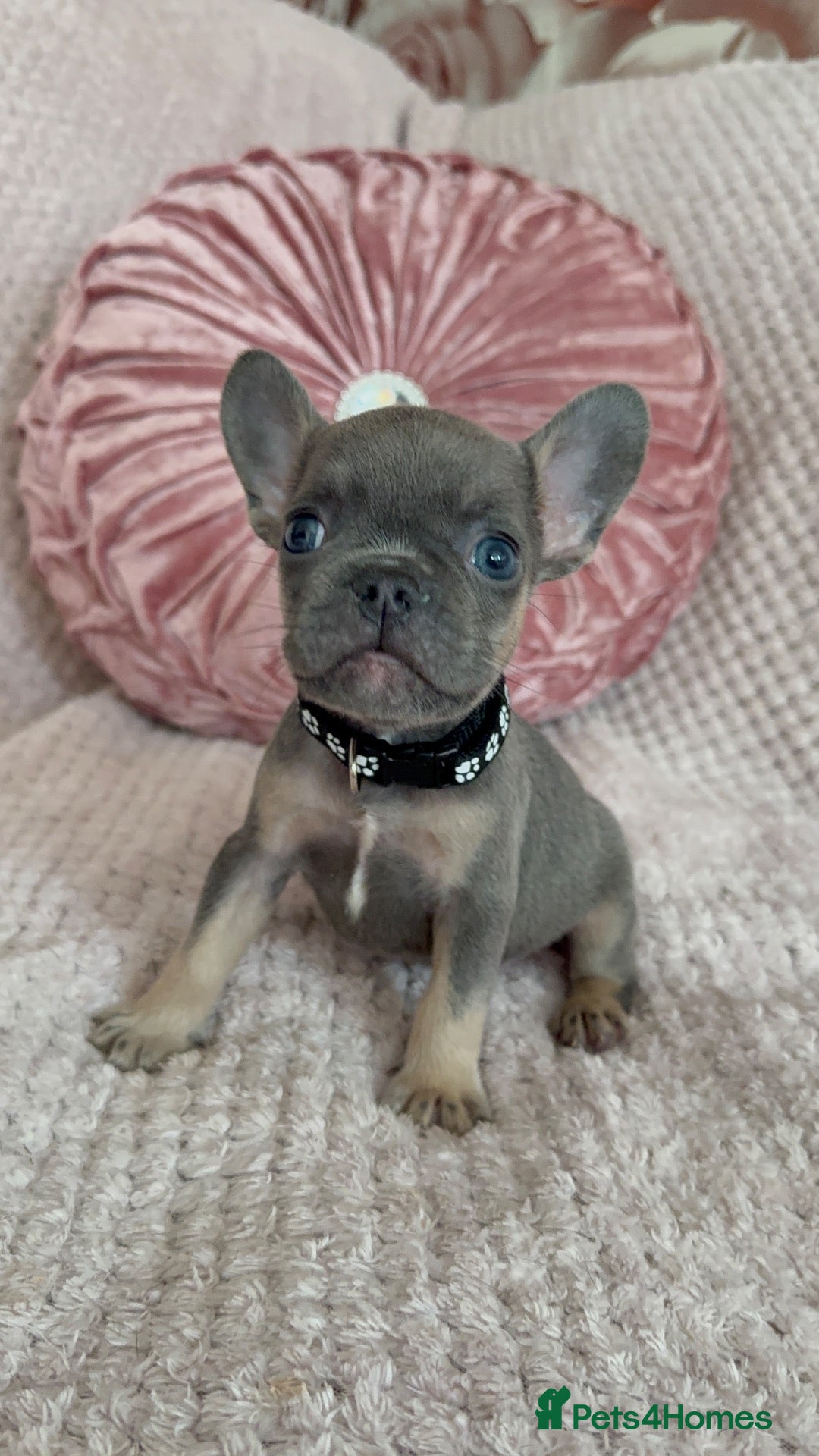 French Bulldog dogs 🩶🩷Beautiful French Bulldog Puppies🩷🩶 - Advert 2