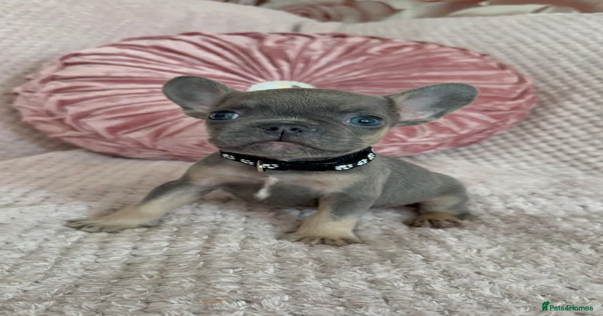 French Bulldog Puppies for sale in Reigate, Surrey | Pets4Homes