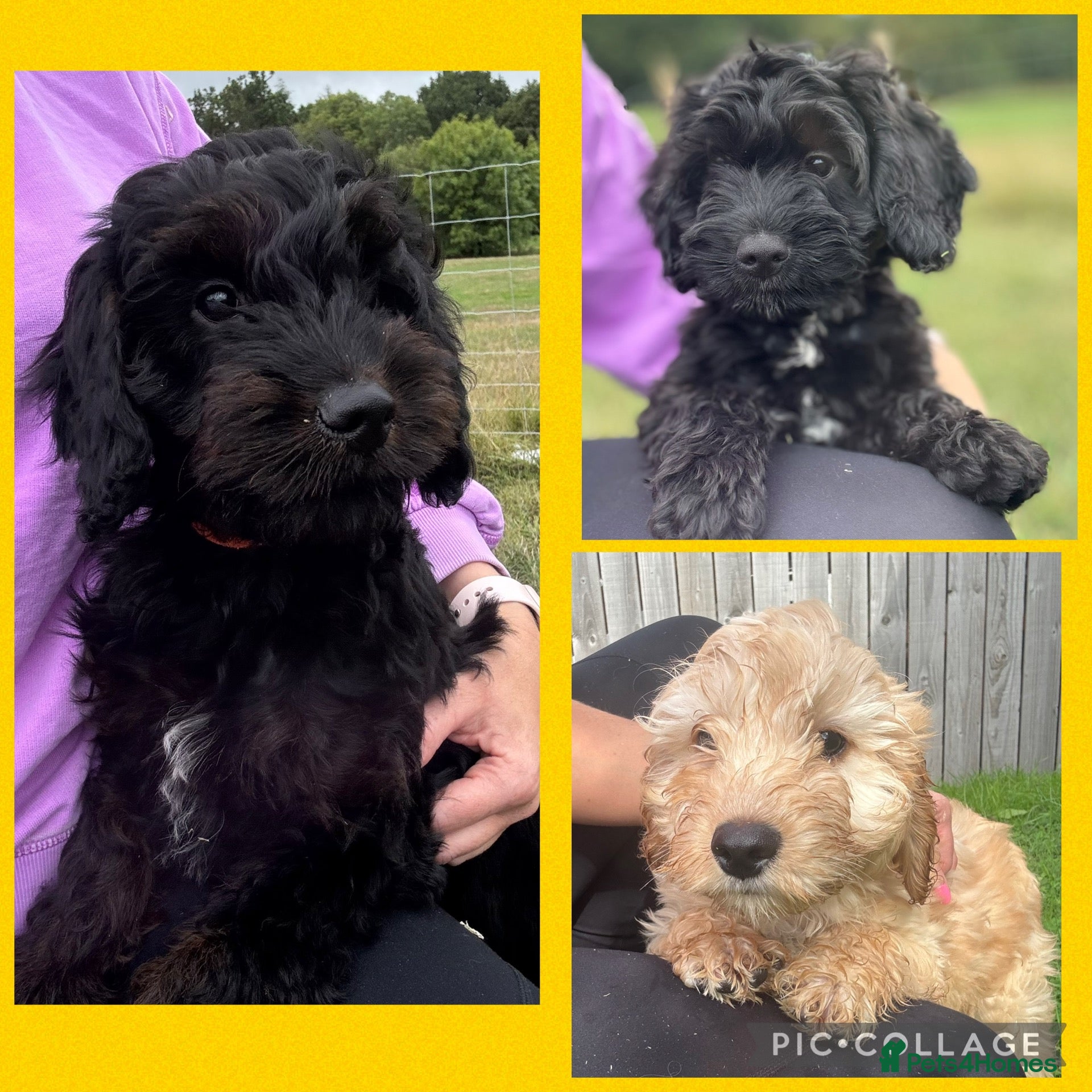 Cockapoo dogs Stunning Health Tested F1 Cockapoos KC parents  - Advert 12