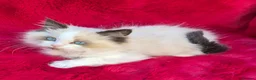 Ragdoll cats for sale: GCCF Registered Ragdoll Kittens  - Advert 15