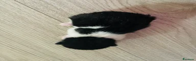 Mixed Breed 4