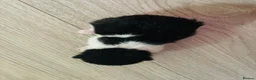 Mixed Breed cats for sale: Four mixed breed kittens in Bedford - Advert 2