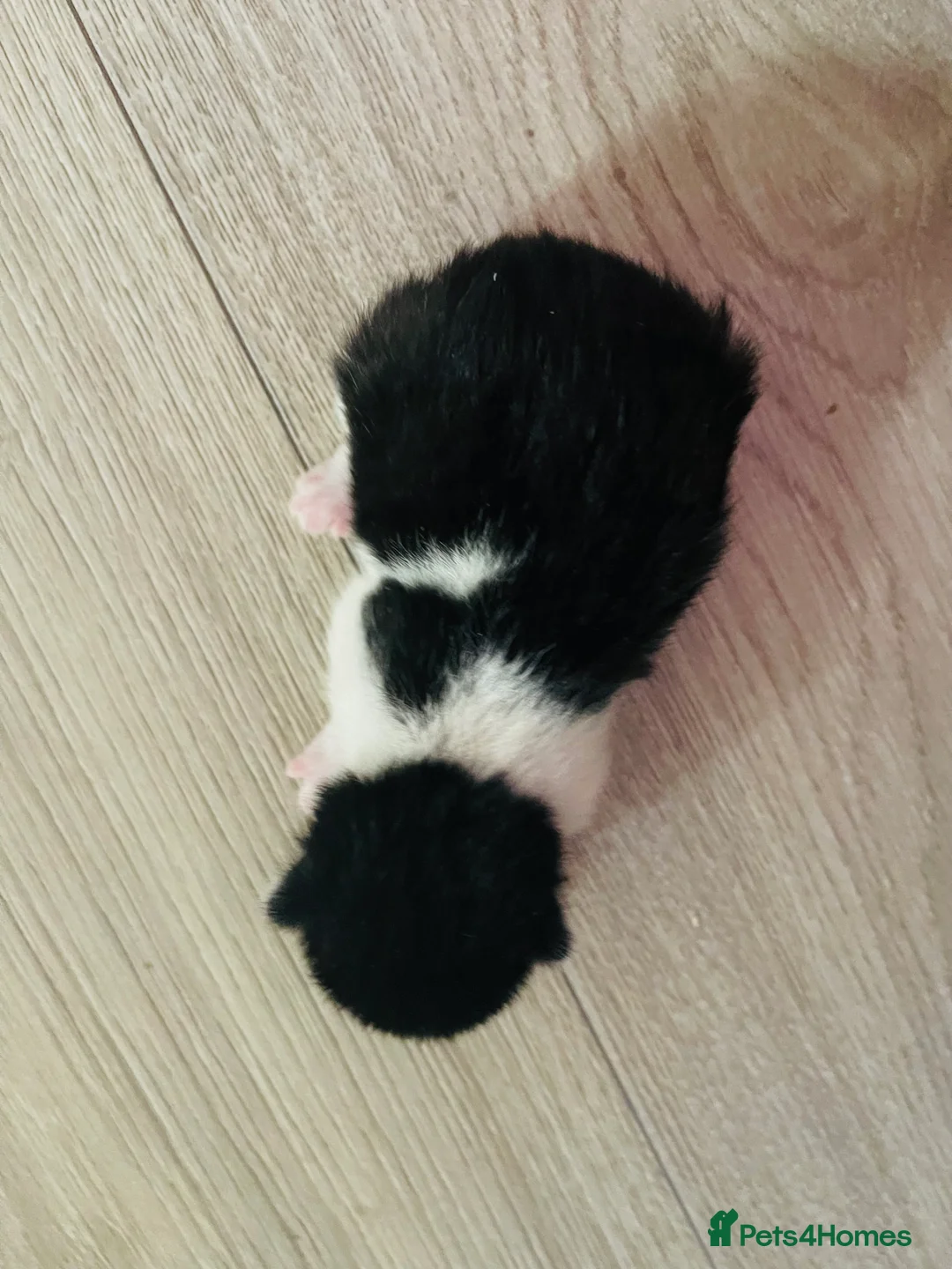 Mixed Breed cats for sale: Four mixed breed kittens in Bedford - Advert 2