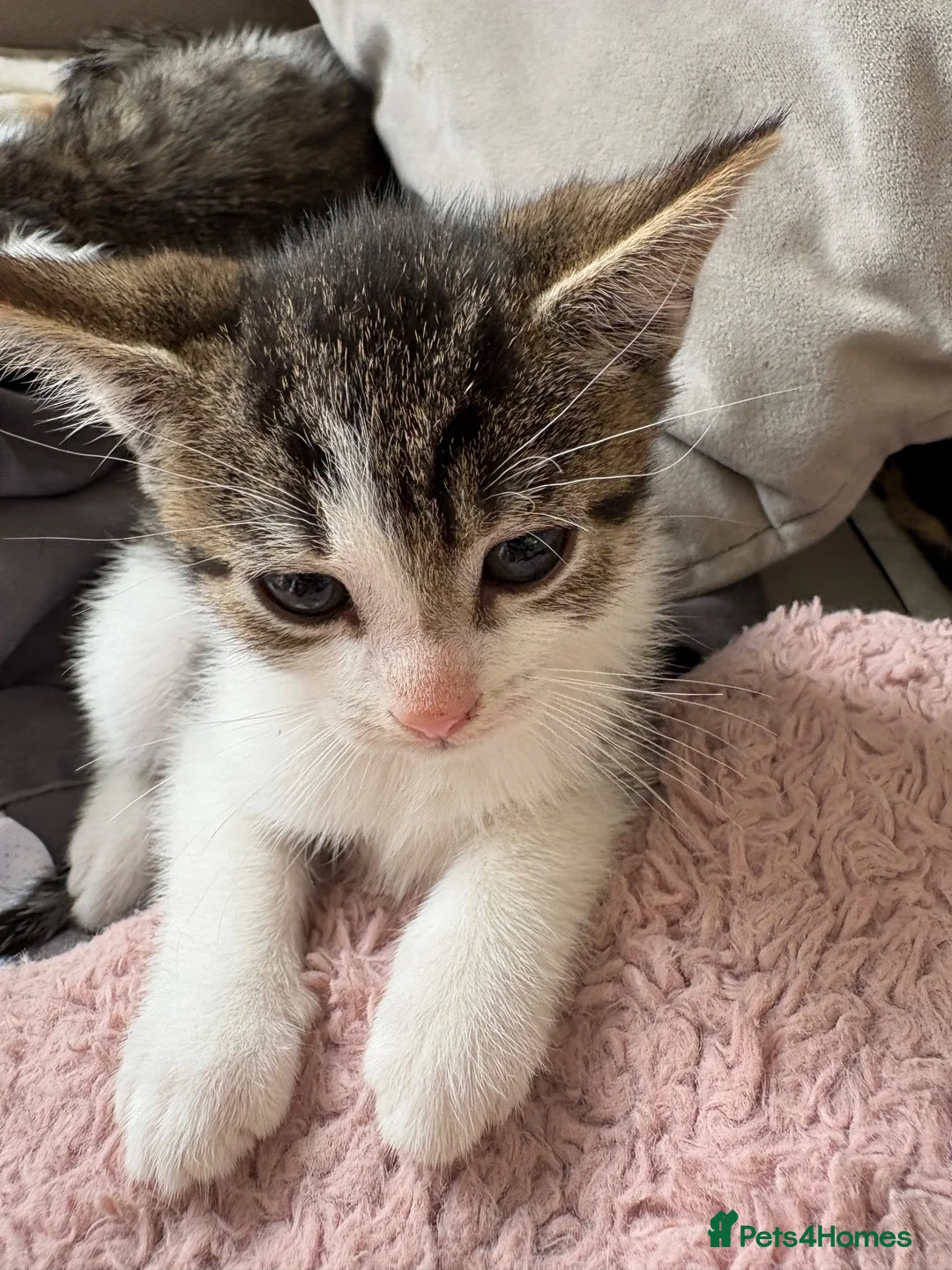 Mixed Breed cats for sale: 7 beautiful kittens - Advert 2