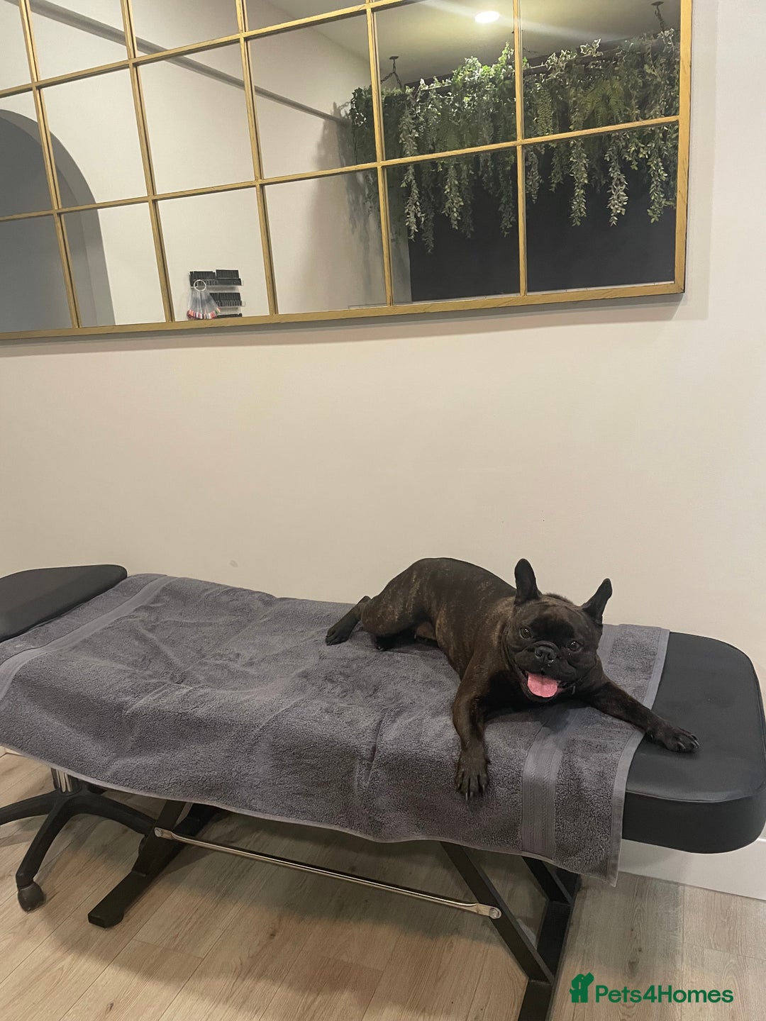 French Bulldog dogs for sale: French Bulldog - 7 years old  - Image 10