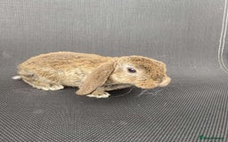 French Lop rabbits for sale: Baby lops in Hexham - Image 21