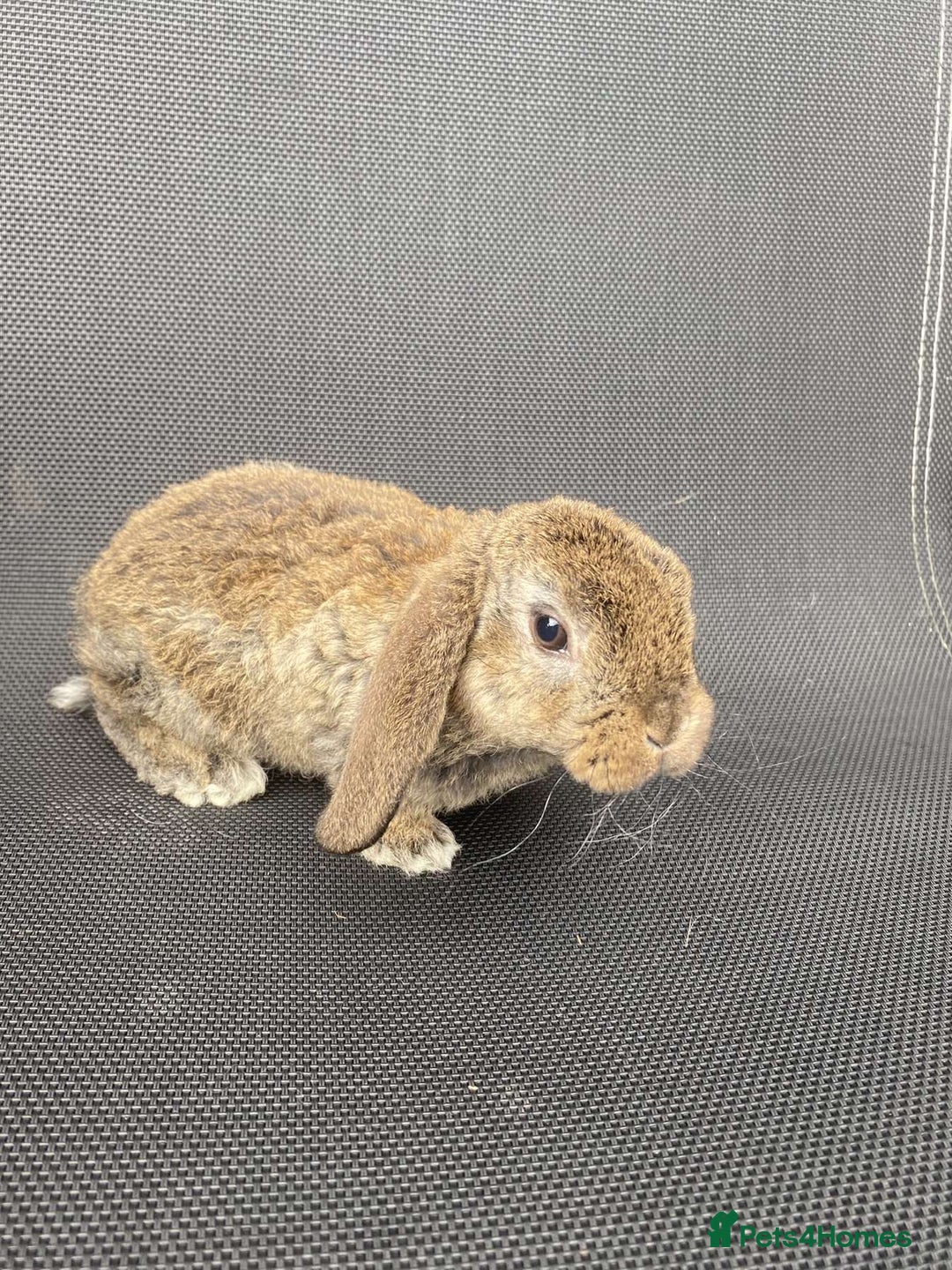 French Lop rabbits for sale: Baby lops in Hexham - Image 21
