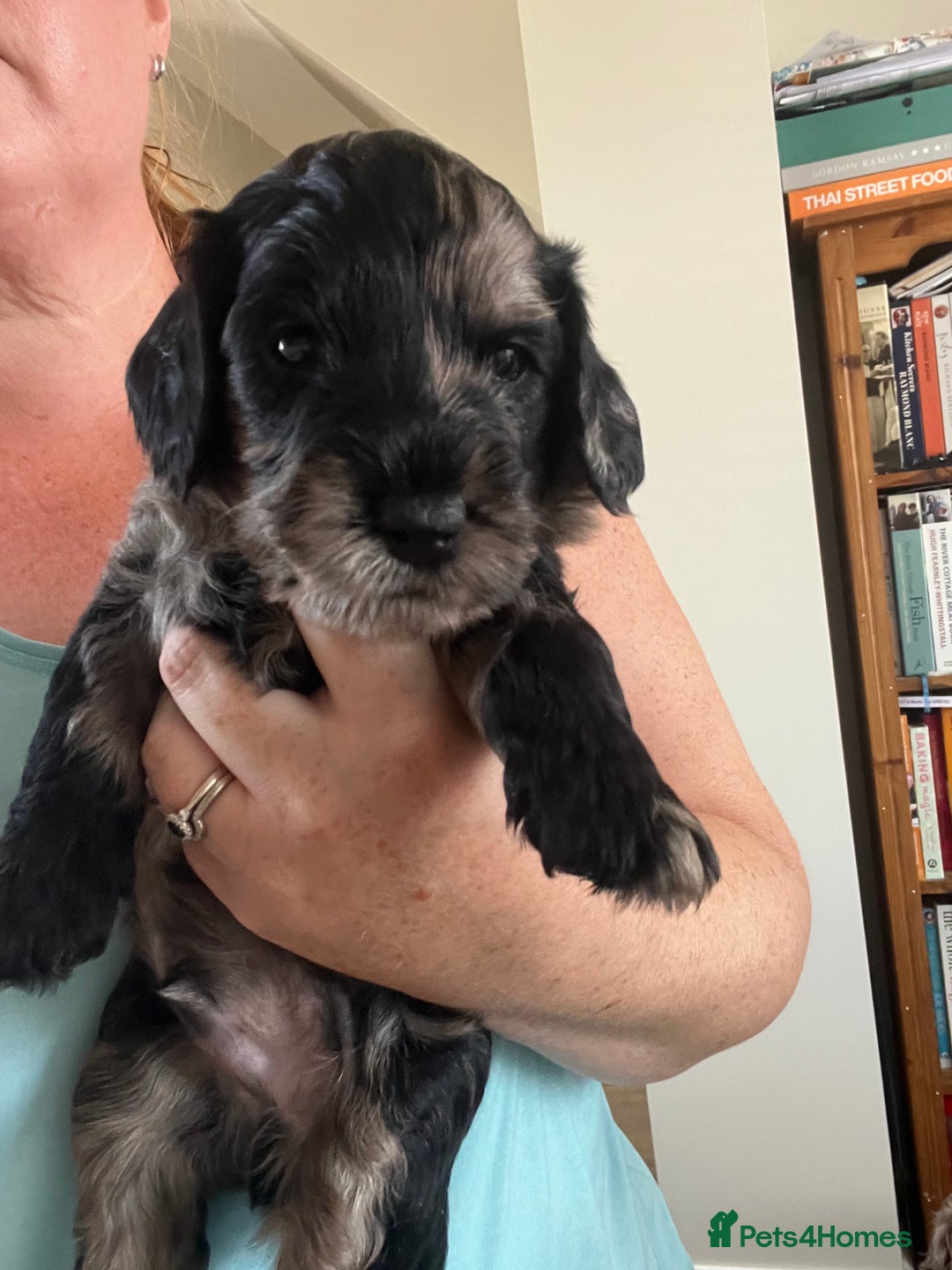 Cockapoo dogs for sale: Cockerpoo- beautiful Merle ready to go in Gillingham - Image 4