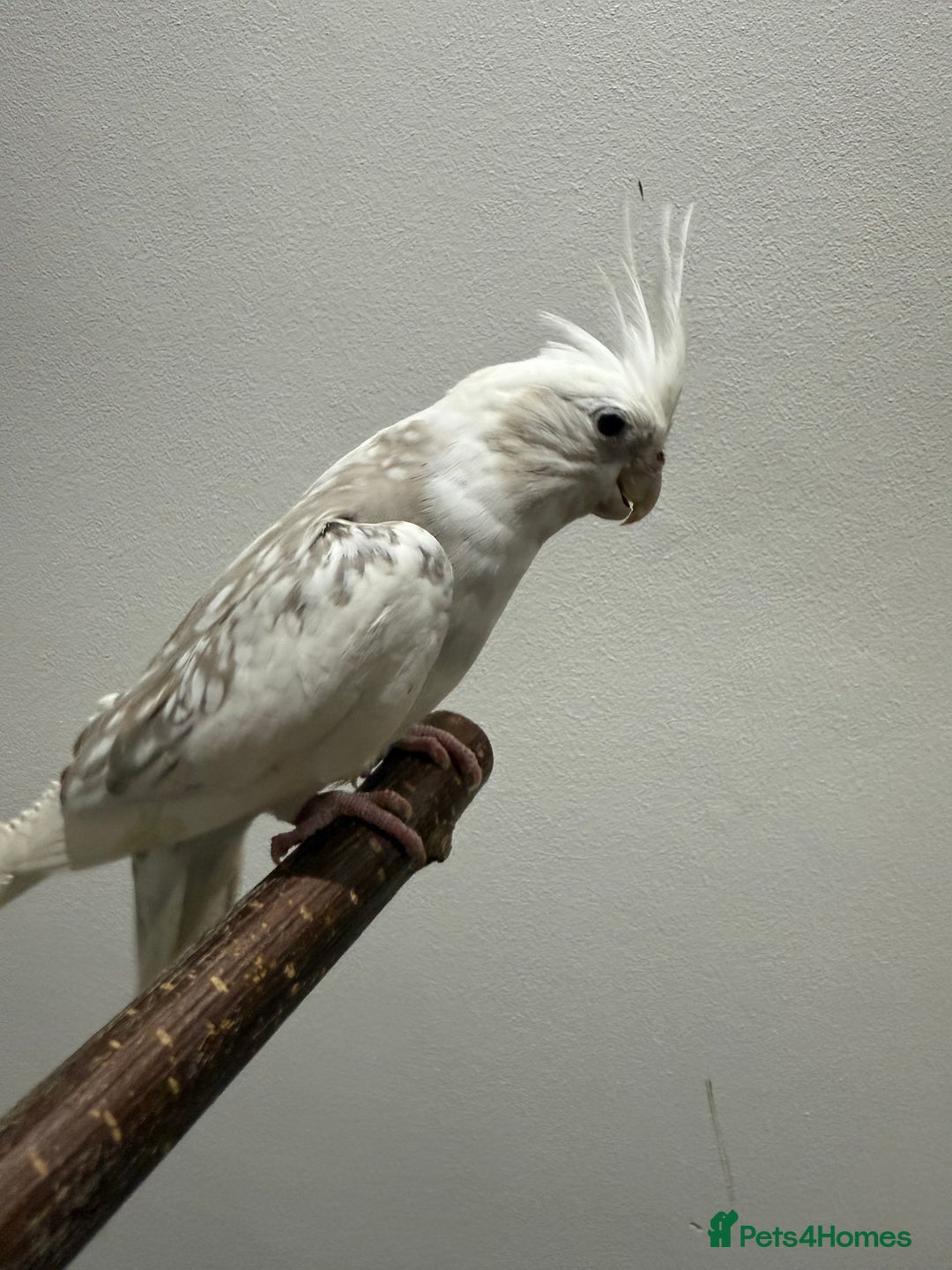 Cockatiels birds for sale: Beautiful Cockatiels for sale  - Advert 4