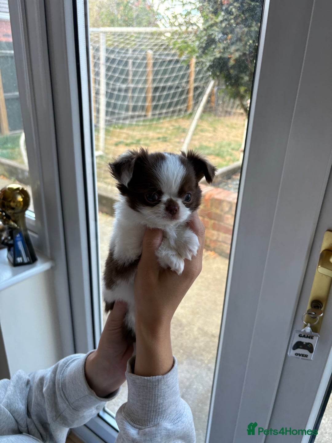 Chihuahua dogs for sale: Russian long hair Chihuahuas - Image 2