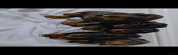 Miniature Dachshund dogs for sale: miniature dachshund - Advert 6