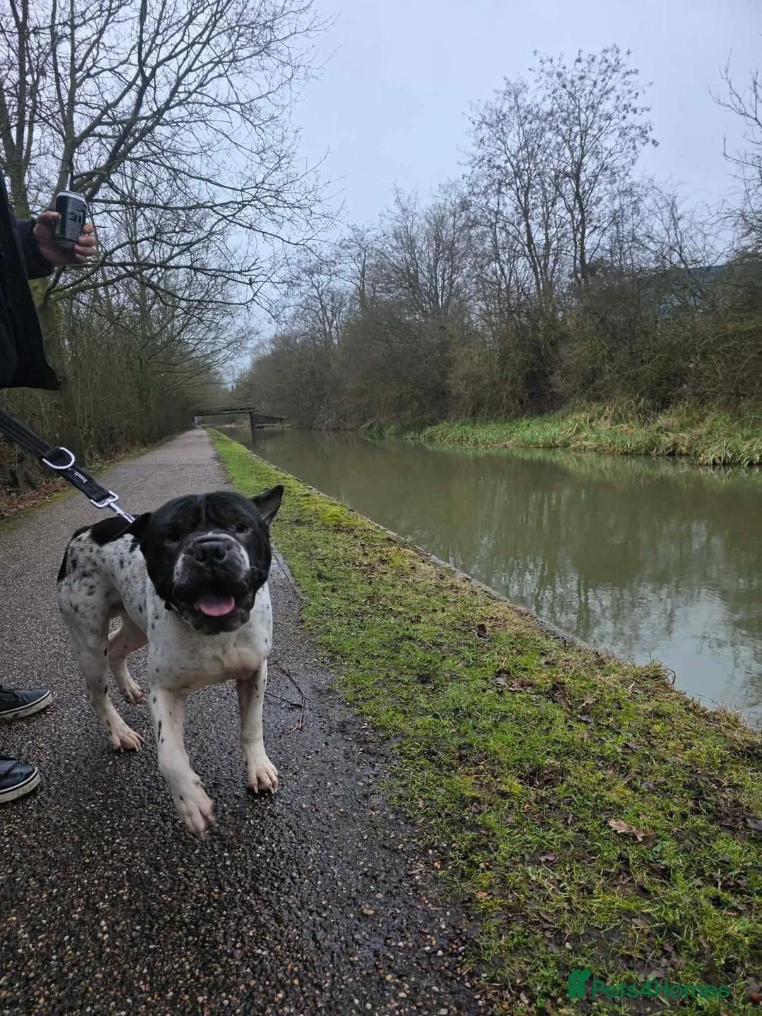 Mixed Breed dogs for sale: Shar pei mix breed male in Nottingham - Advert 6