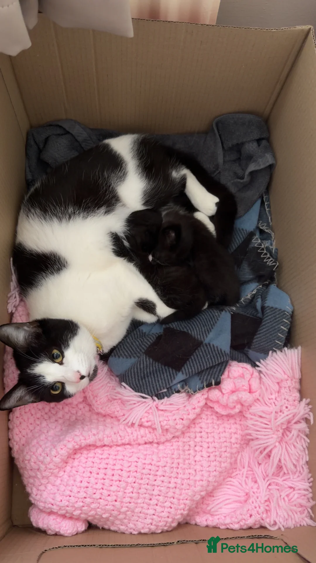Domestic Shorthair cats for sale: Pair of female kittens  - Advert 2
