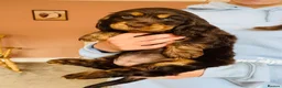 Cocker Spaniel dogs for sale: Top Quality Show cocker pups - Advert 9