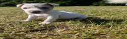 Jack Russell dogs for sale: Jack Russell puppies  in Dundee - Advert 13