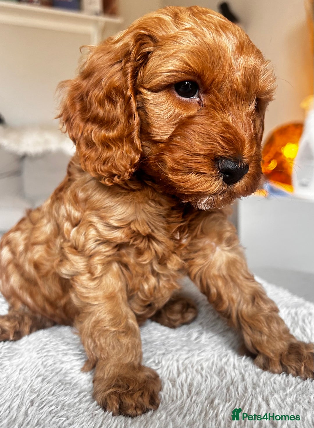 Cockapoo dogs for sale: Beautiful Cockapoo F2 puppies  - Image 19