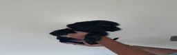 Cocker Spaniel dogs for sale: Beautiful show cocker spaniel puppies - Advert 6