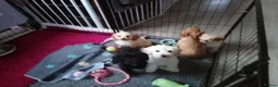 Mixed Breed dogs for sale: Cavapoochon puppies with 5 weeks free insurance  - Advert 6