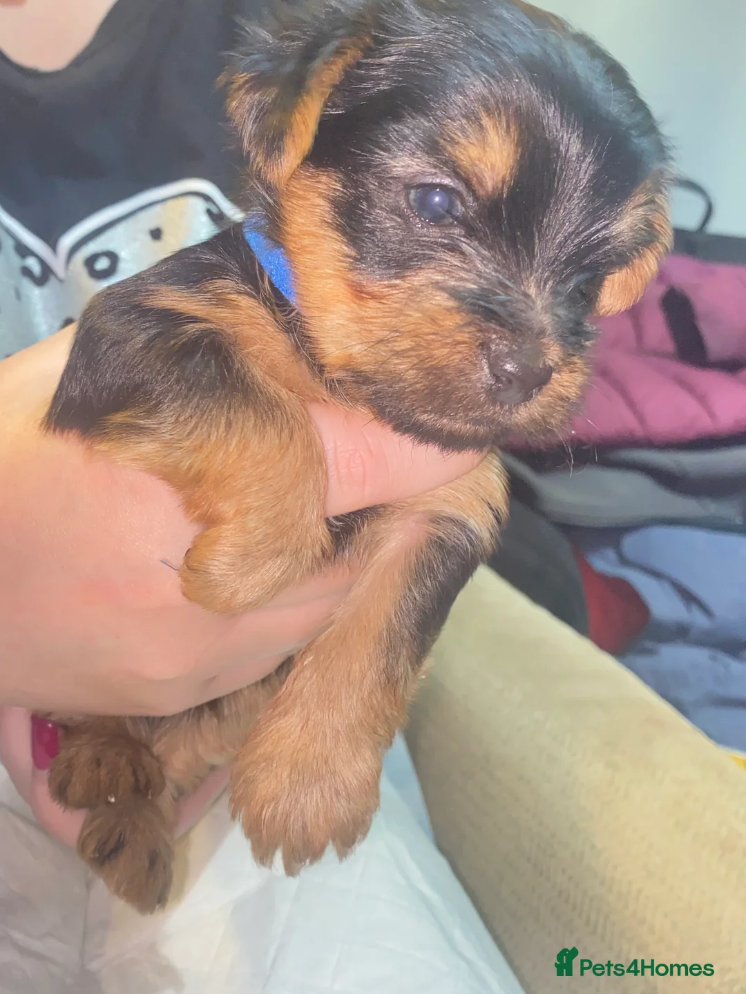 Yorkshire Terrier dogs for sale: 4 Stunning Miniature Yorkshire terriers for sale  - Advert 11