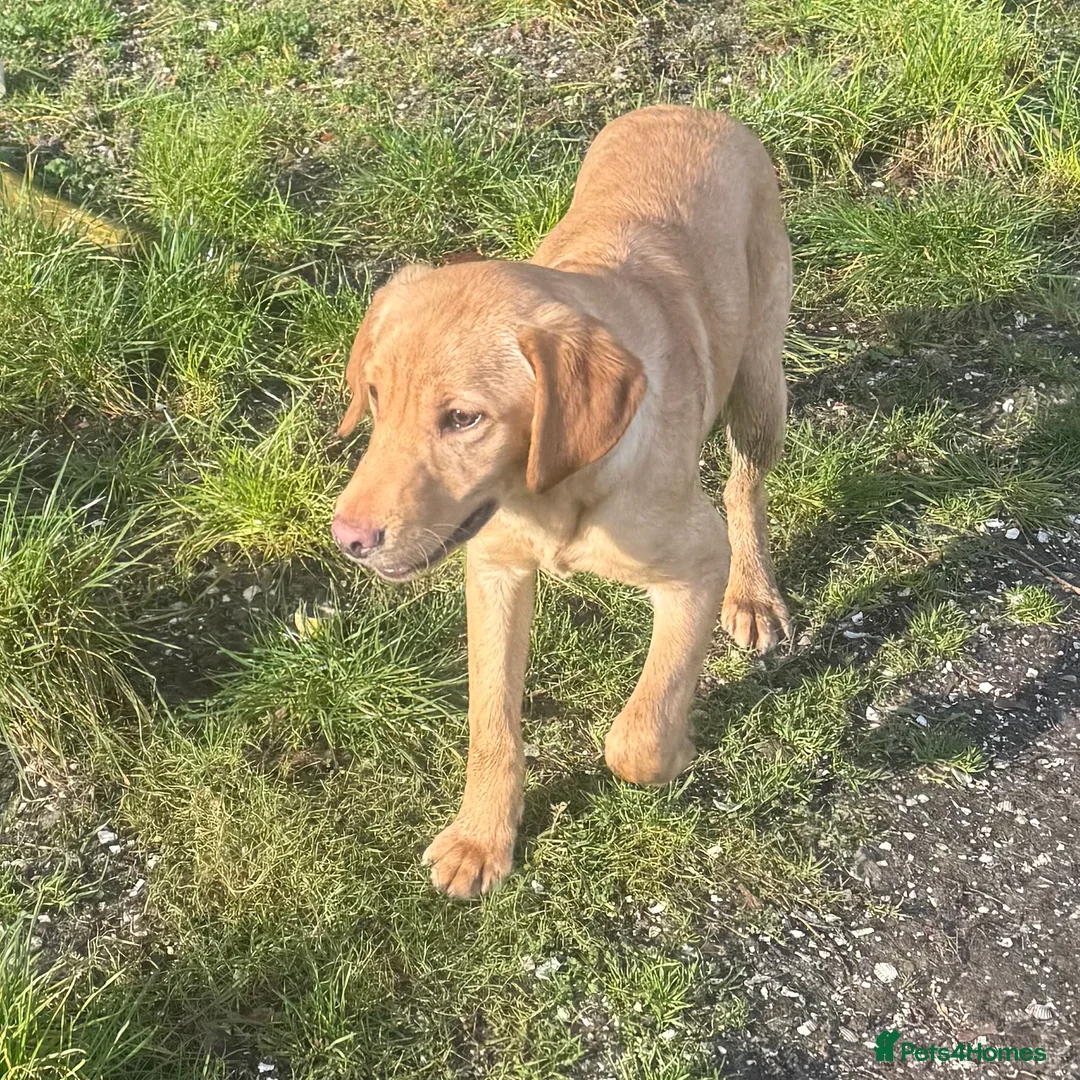 Labrador Retriever dogs for sale: 🧡 Older Yellow & Red RKC Labrador Boys 💛 - Advert 20