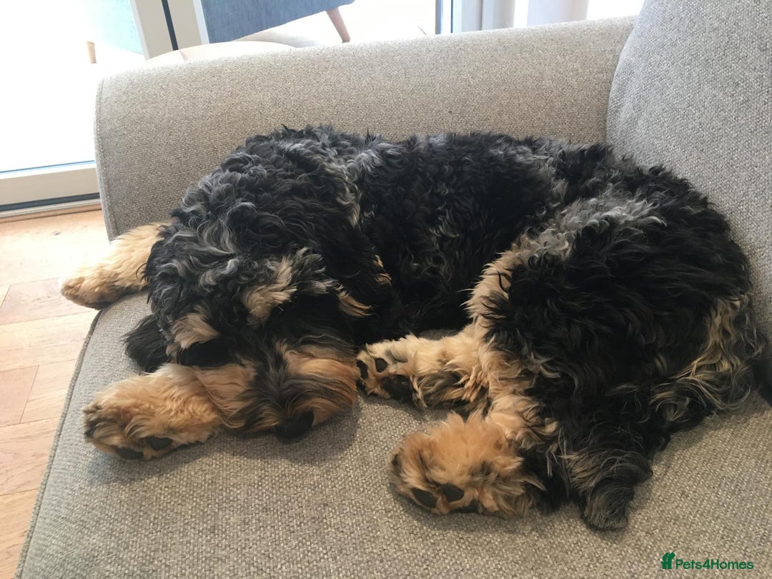 Cockapoo dogs for sale: Reggie the Blue Merle Tri coloured Cockerpoo  - Image 7