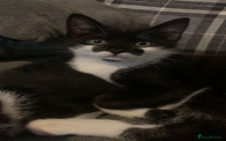 Mixed Breed cats for sale: Male kitten  - Image 3