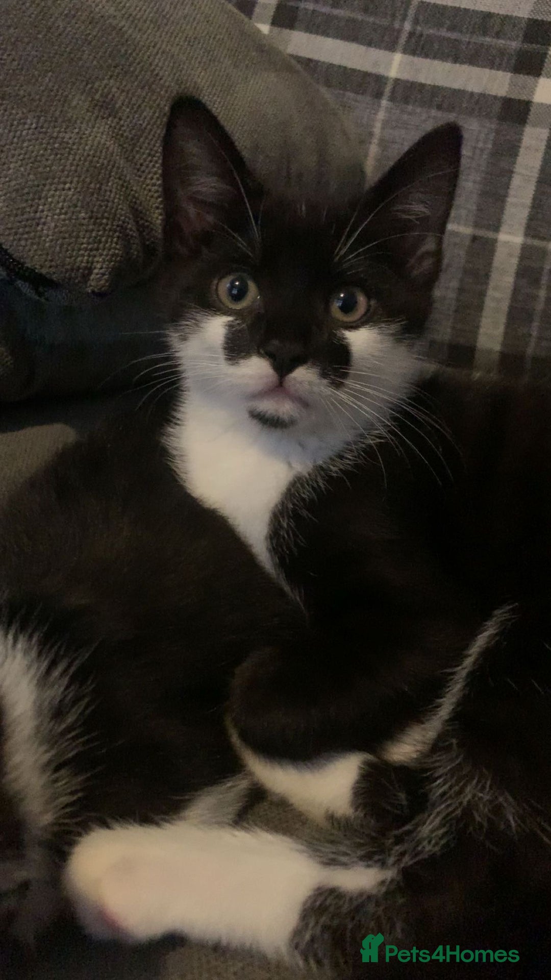 Mixed Breed cats for sale: Male kitten  - Image 3