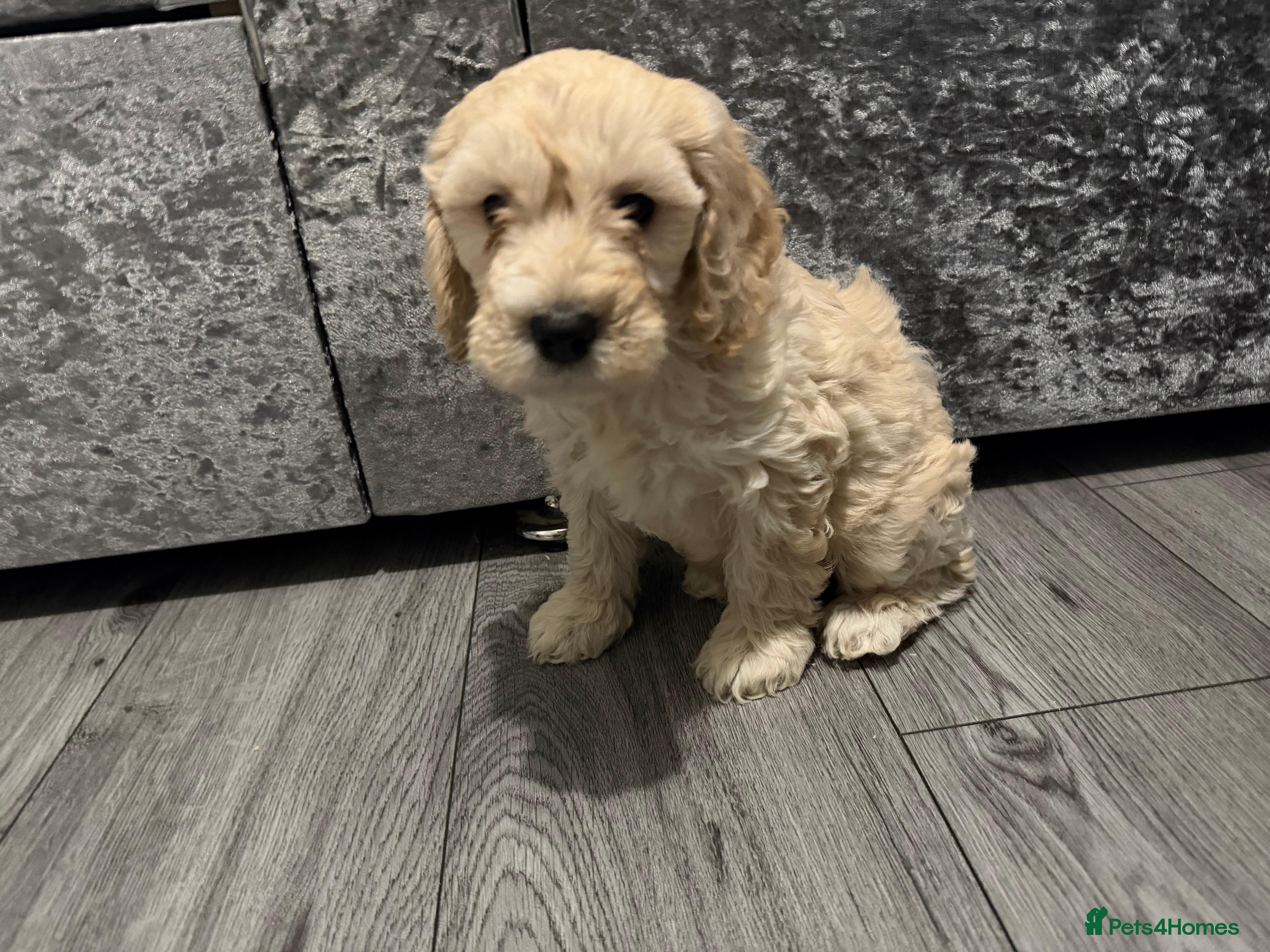 Cockapoo dogs Cocker poo puppies for sale  - Advert 9