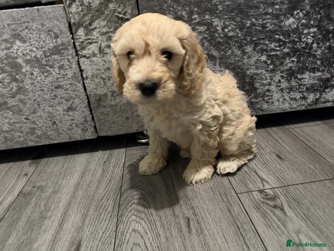Cockapoo dogs for sale: Cocker poo puppies for sale  - Advert 1