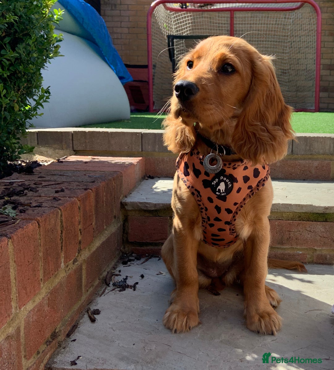 Cocker Spaniel dogs for sale: Working cocker pups due,  ready for spring - Advert 10