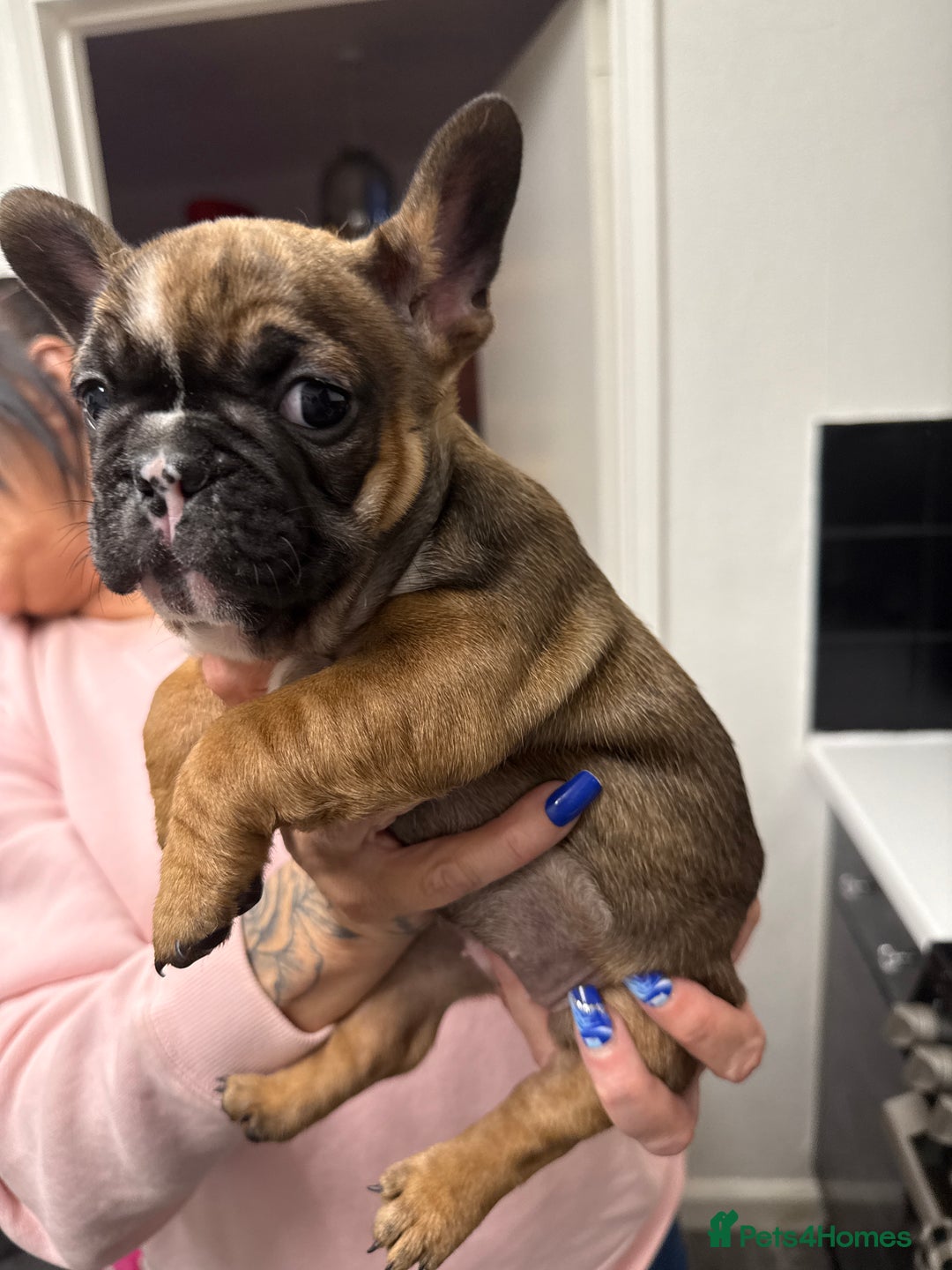 French Bulldog dogs for sale: Stunning French bulldog puppies - Advert 16