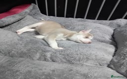 Siberian Husky dogs for sale: 4 lovely husky puppies for sale  - Image 2