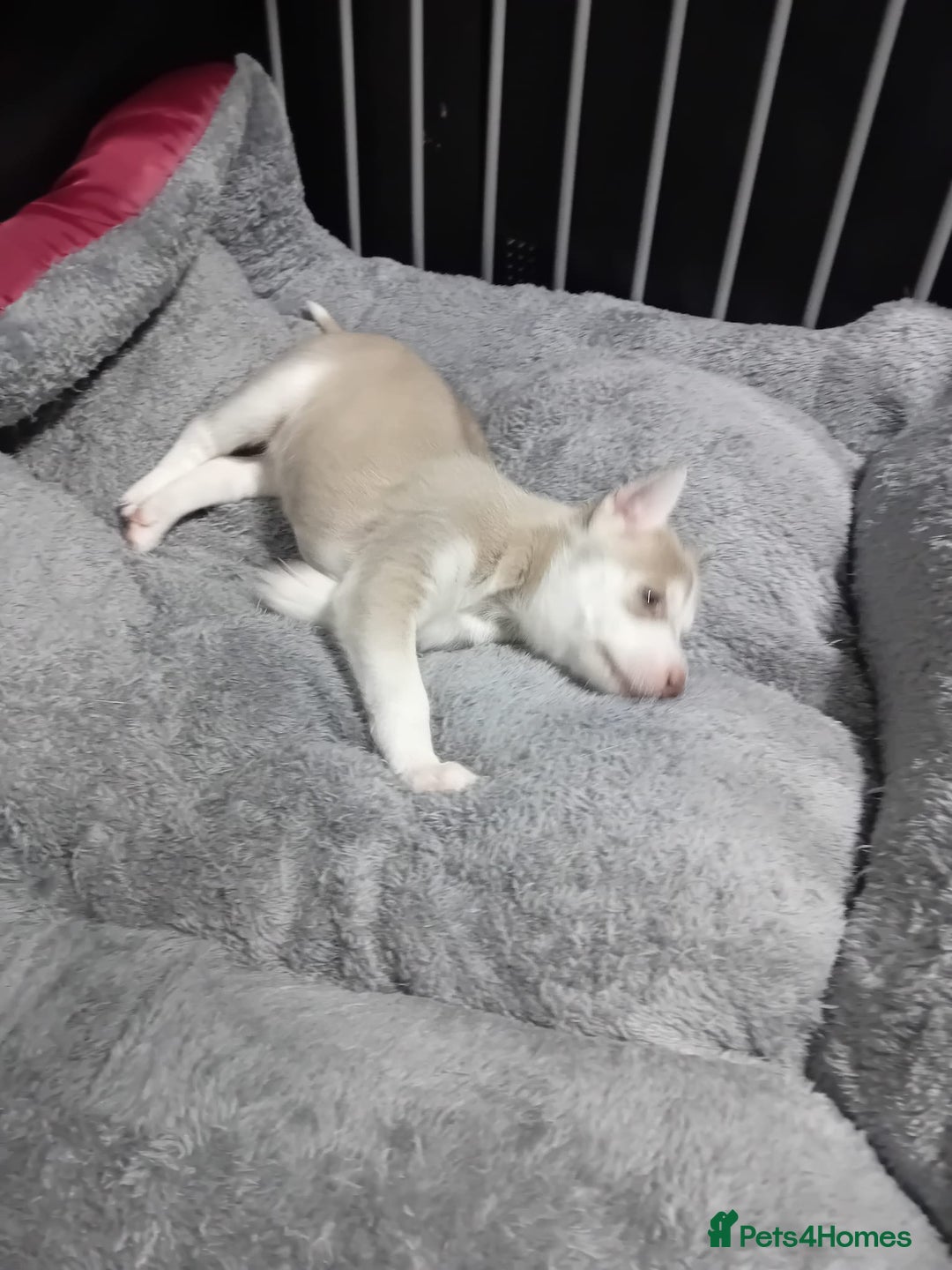 Siberian Husky dogs for sale: 4 lovely husky puppies for sale  - Image 2