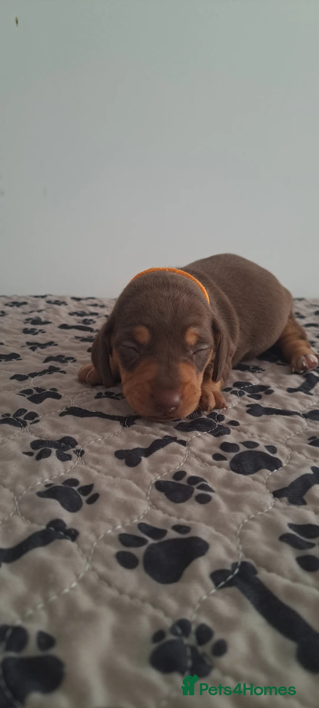Dachshund dogs for sale: Miniature dachshund 1 girl left - Advert 20