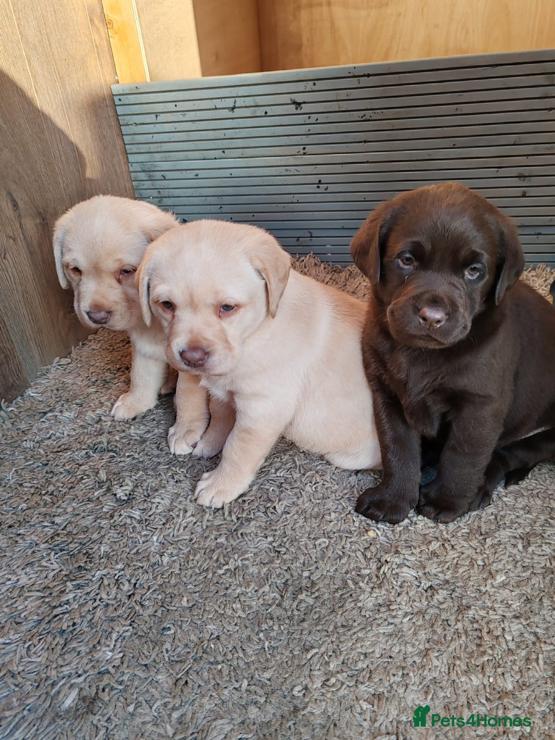 Labrador Retriever dogs for sale:  Ready for Their Forever Homes - Advert 7