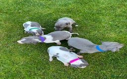 Whippet dogs for sale: ⭐️ KC Whippet pups blue and white. ⭐️ - Image 7