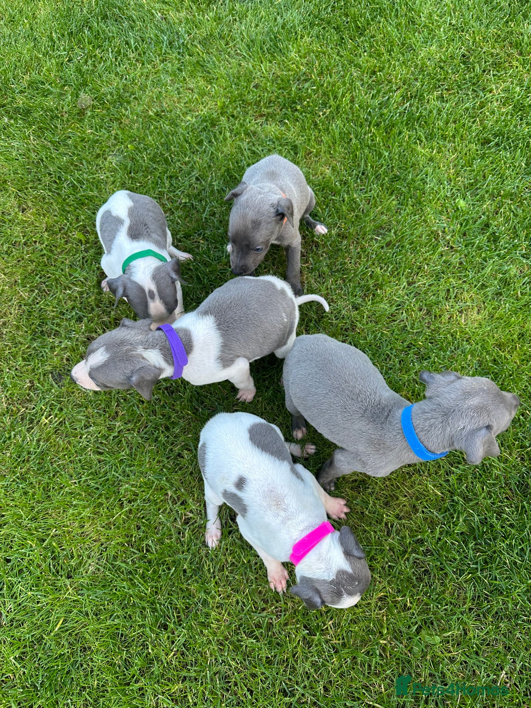 Whippet dogs for sale: ⭐️ KC Whippet pups blue and white. ⭐️ - Image 7