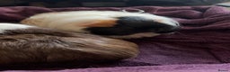Guinea Pig rodents for sale: 2 lovely bonded girls  - Advert 5