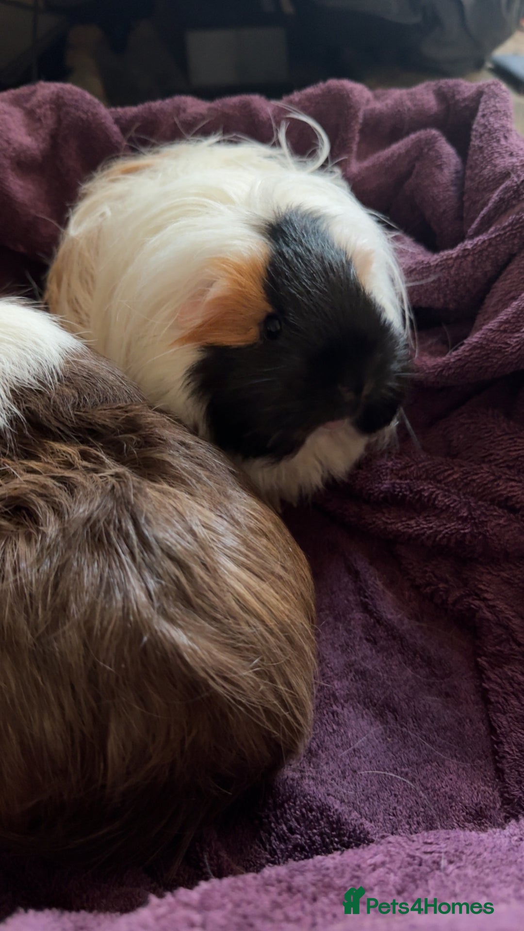 Guinea Pig rodents for sale: 2 lovely bonded girls  - Advert 5