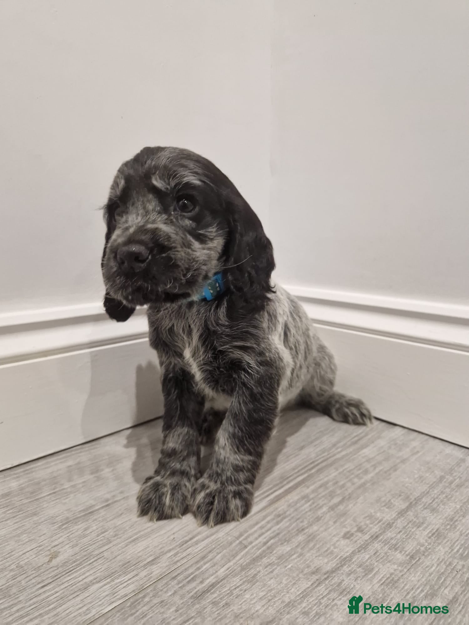 Cocker Spaniel dogs Outstanding KC registered cocker Spaniel puppies. - Advert 16